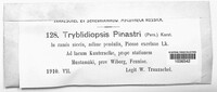 Tryblidiopsis pinastri image